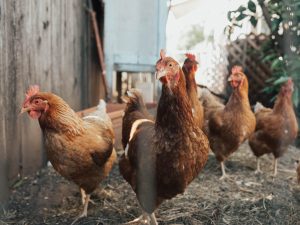 Las aves domésticas como las gallinas de granja son uno de los más afectados